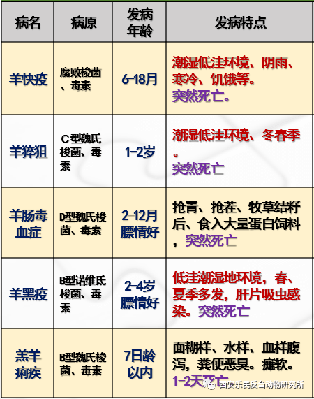 羊猝死之羊梭菌性疾病