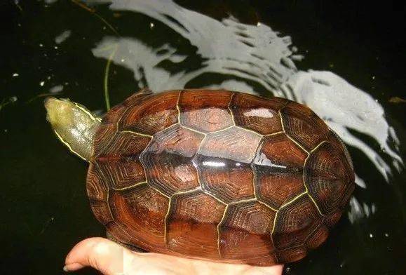 多姿多彩的中华草龟