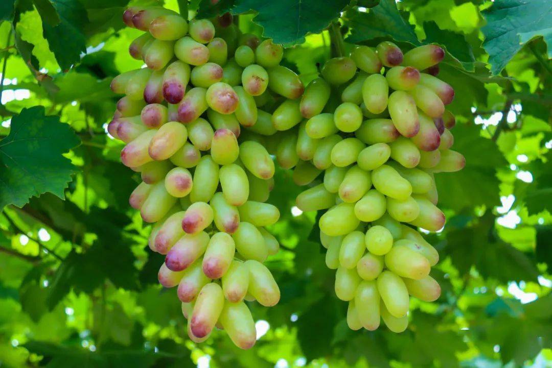 梨子,紫桃,火龙果,葡萄……如皋这些地方的水果都熟了,小伙伴们快约