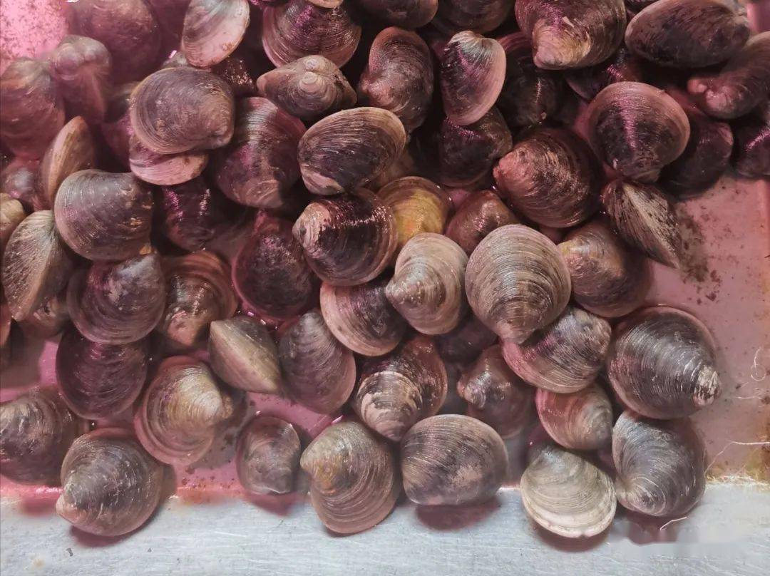 4,日本镜蛤/dosinorbis japonica,镜蛤属.