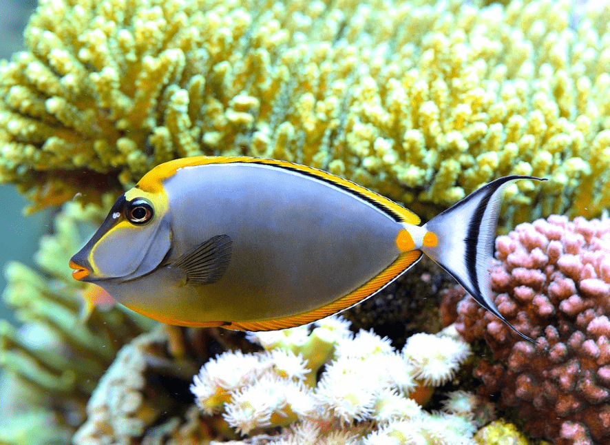 物种图册美丽鼻鱼