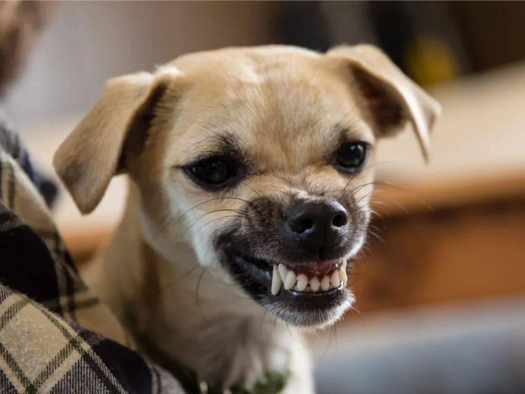 狗狗的"行为问题", 可能它是发出的求救信号.