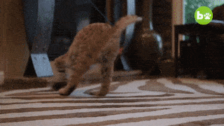 melissa都说并不是每个人都适合饲养短尾猫他们不建议人们尝试拥有