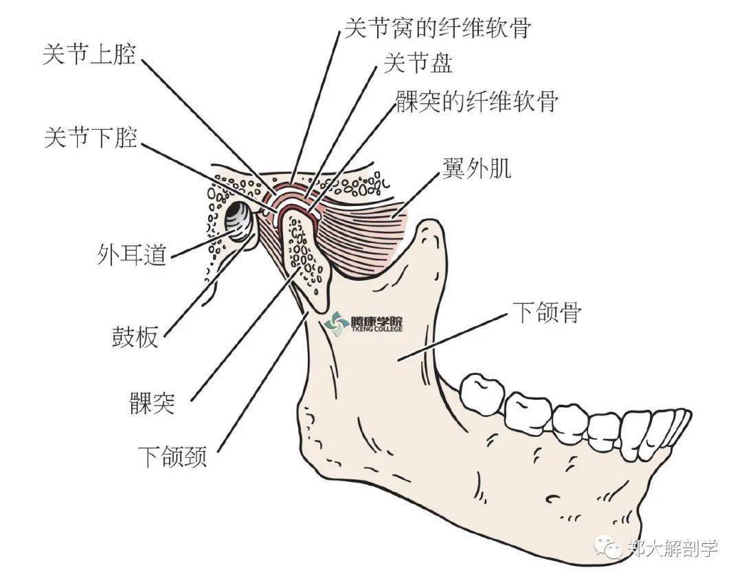 颞下颌关节是由下颌髁突与颞骨的下颌窝相吻合而形成的