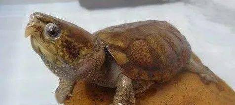 榄仁叶和龙眼叶在养龟中的小作用.