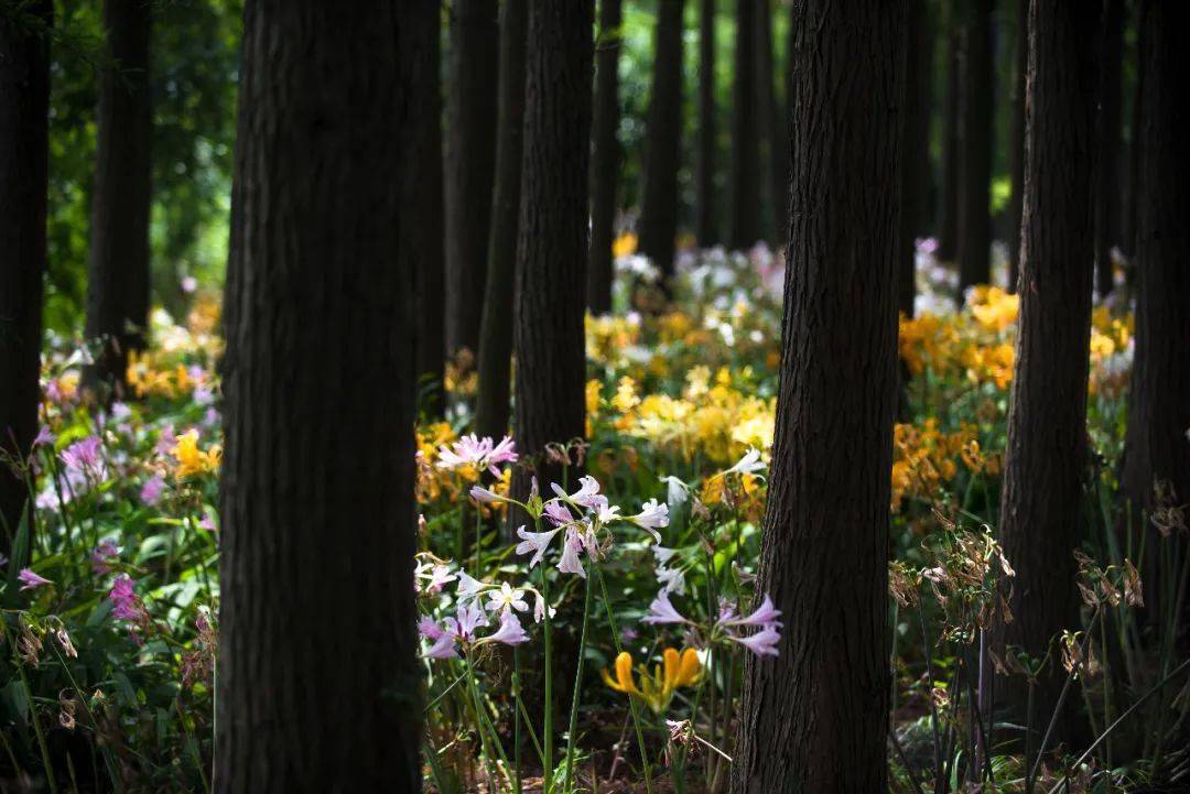 最美石蒜季,看上海植物园如何应用"曼珠沙华"_叶片