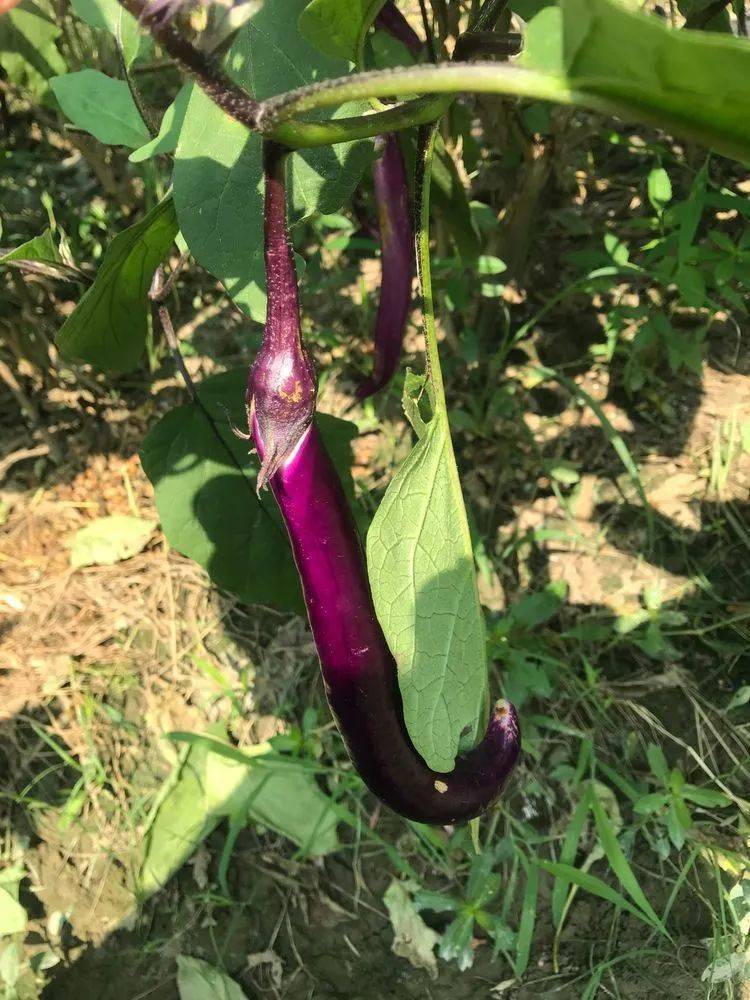 快看,那里有一片茄子地,孩子们惊喜地叫了起来,紫色的茄子看上去非常