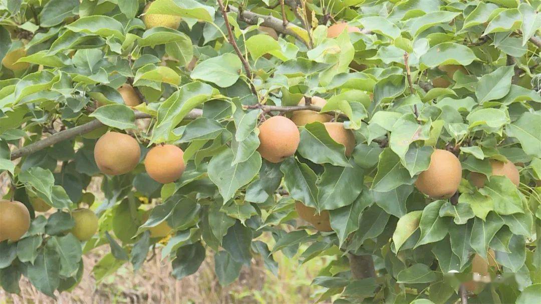 乡村旅游水果采摘正当时黄金梨园迎丰收