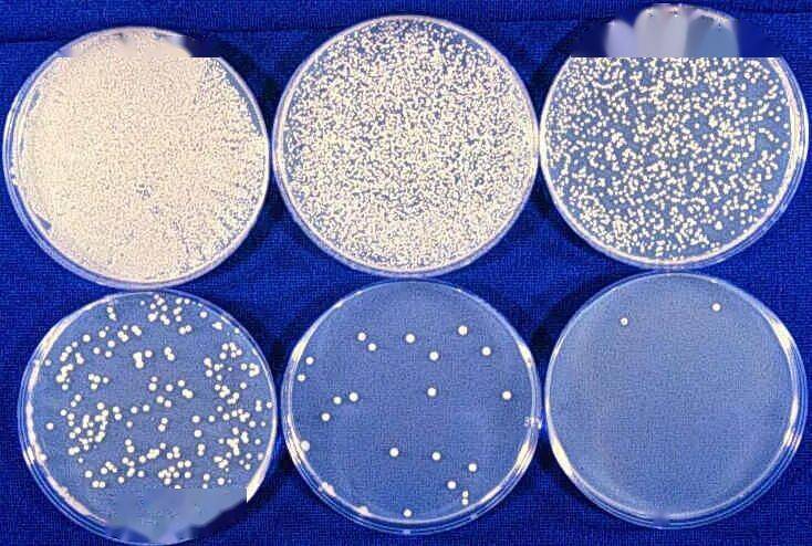 「隔夜西瓜细菌过亿,千万不能吃」,真有这么吓人吗?_菌落