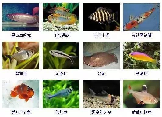鱼类大全名字 看图识图片