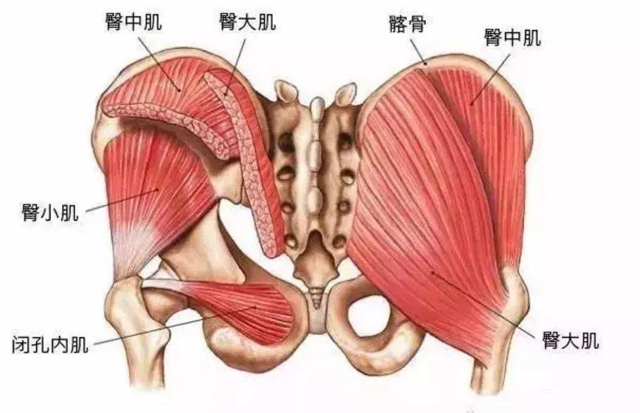 臀大肌伸髋功能展示;——梨状肌,主要是外展外旋肌肉,即髋关节的旋转.