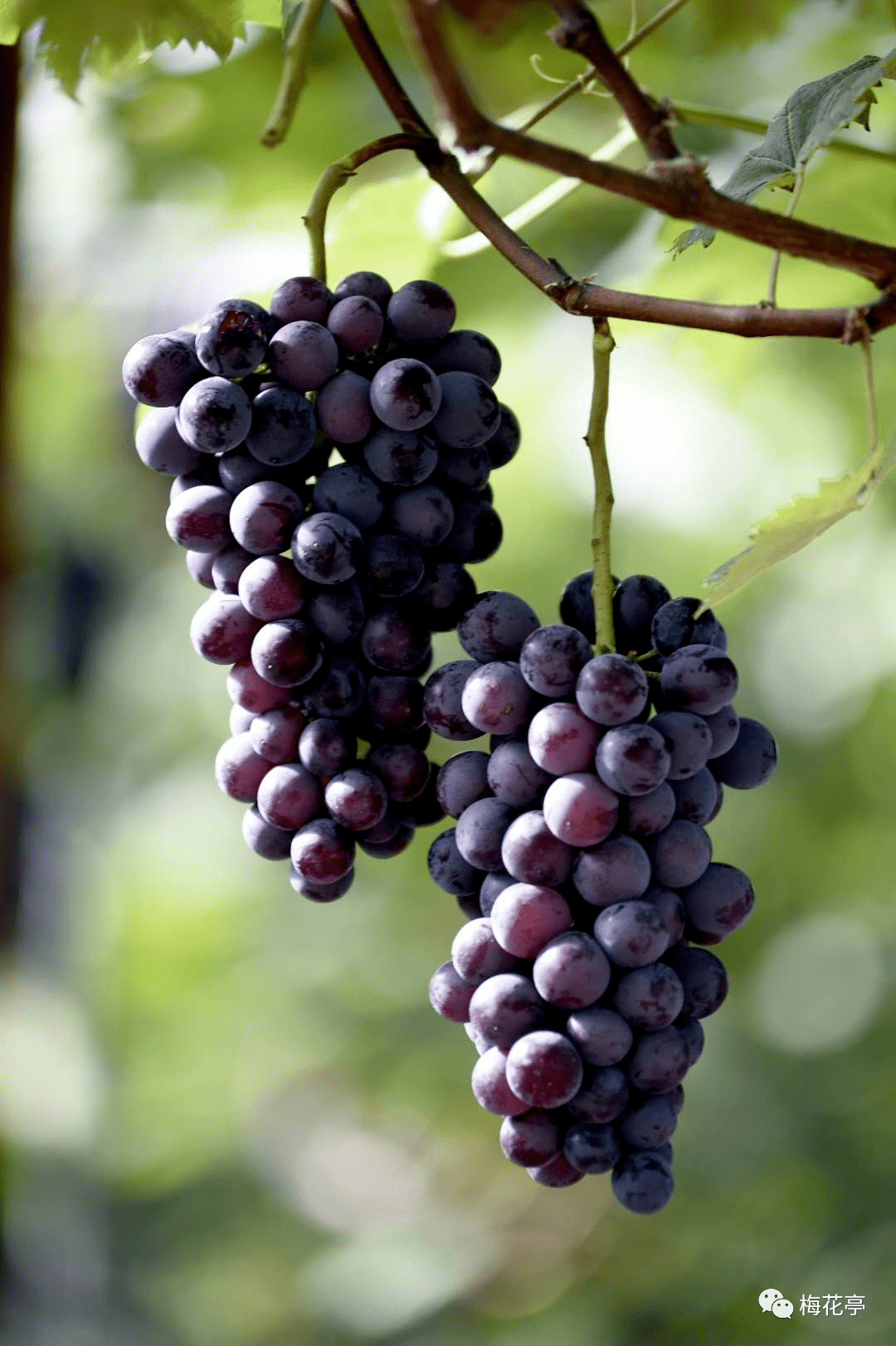 象环村,理想主义的葡萄园【梅花亭原创首发】