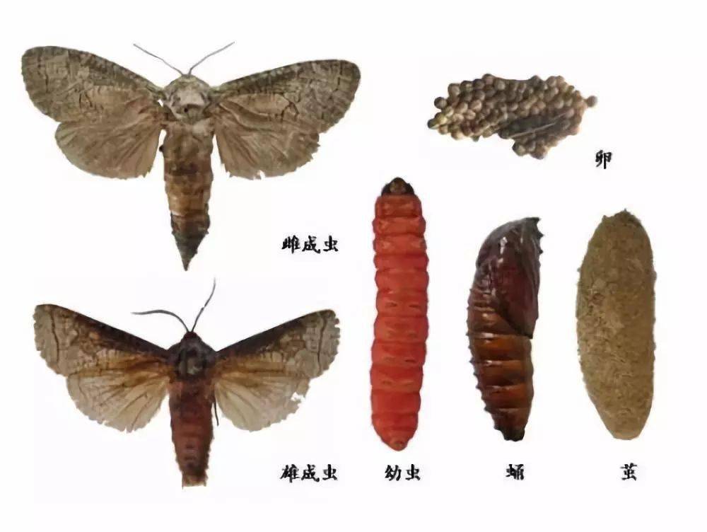 沙棘木蠹蛾是沙棘的主要害虫,它的完整成长周期需要4年.