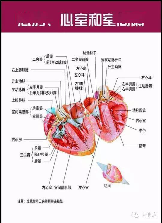 美圖時刻唯美的心臟解剖圖片