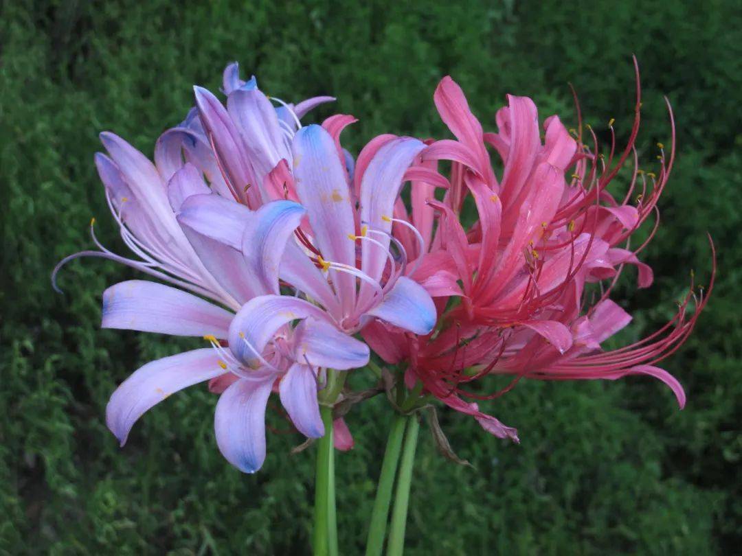 换锦花开启石蒜季视觉盛宴