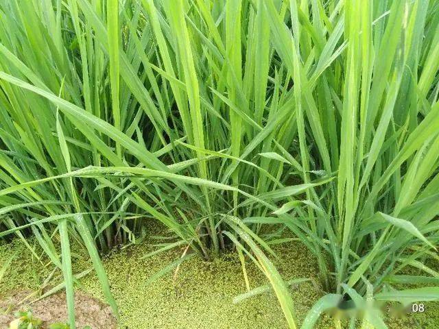 水稻进入拔节期要如何管理才能使后期稳产增产高产