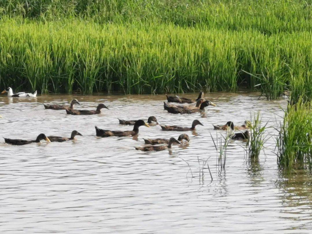 京蒙帮扶稻田养鸭助农增收