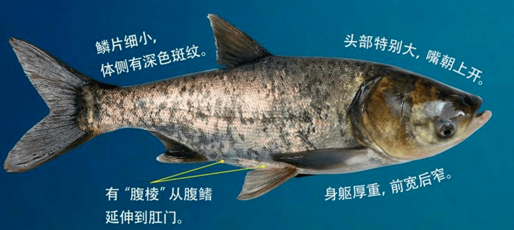 保安湖科普小课堂第1期四大家鱼