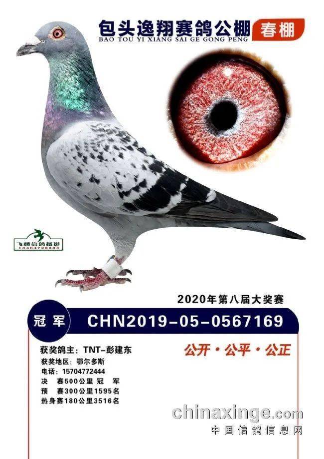 帝珲赛鸽500公里决赛冠军2020西安威力春棚冠军春朝国际公棚决赛冠军
