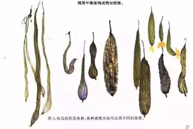 齐白石说:写意丝瓜是这样画的