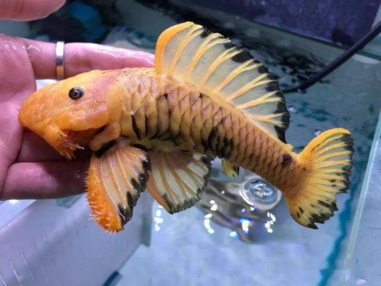 金沙达摩异型鱼图片
