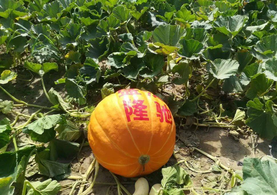 (苏独仑镇圐圙补隆村"三宝"园区)