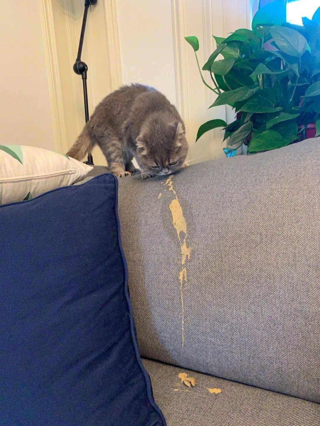 小猫咪吐的毛球到底什么样其实很多人都没见过