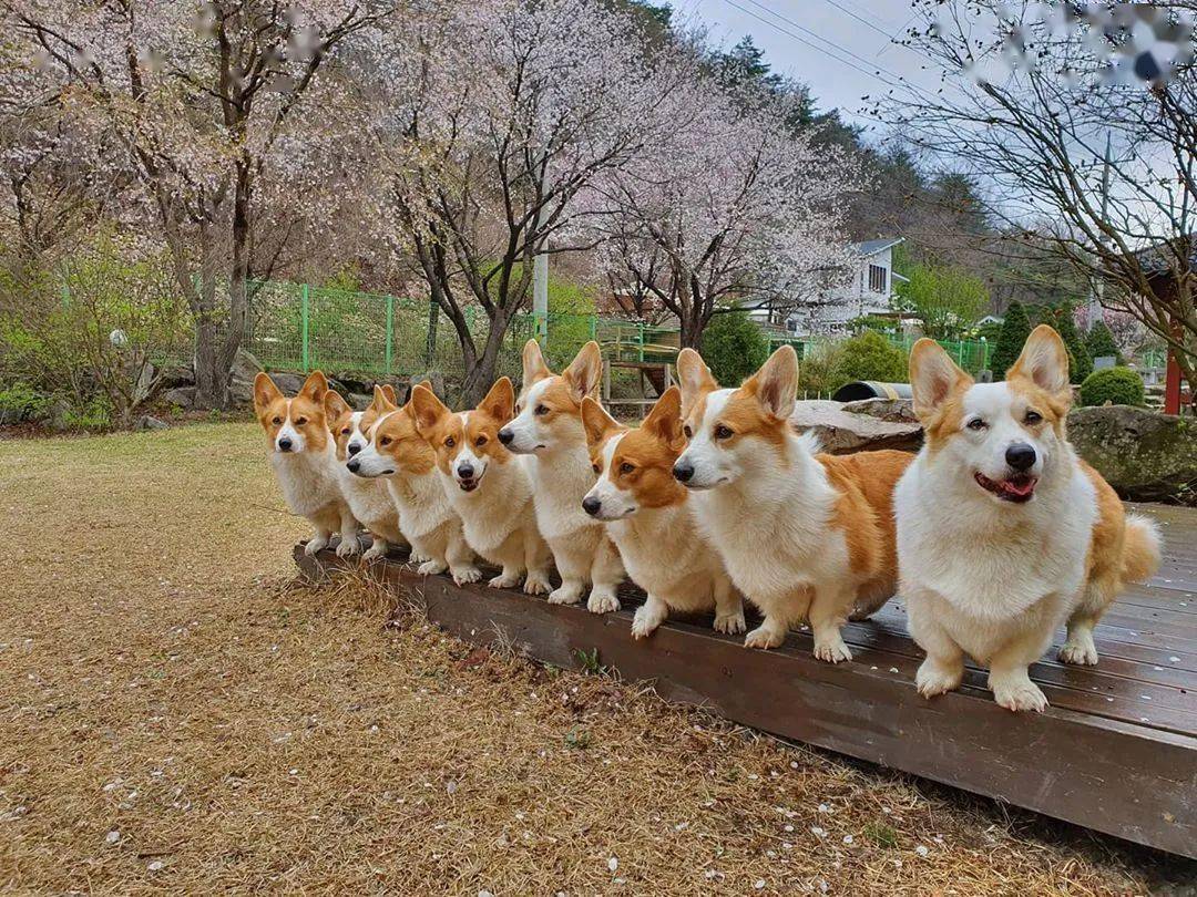 帅哥养8只柯基,被蜜桃臀包围,这是什么神仙生活?