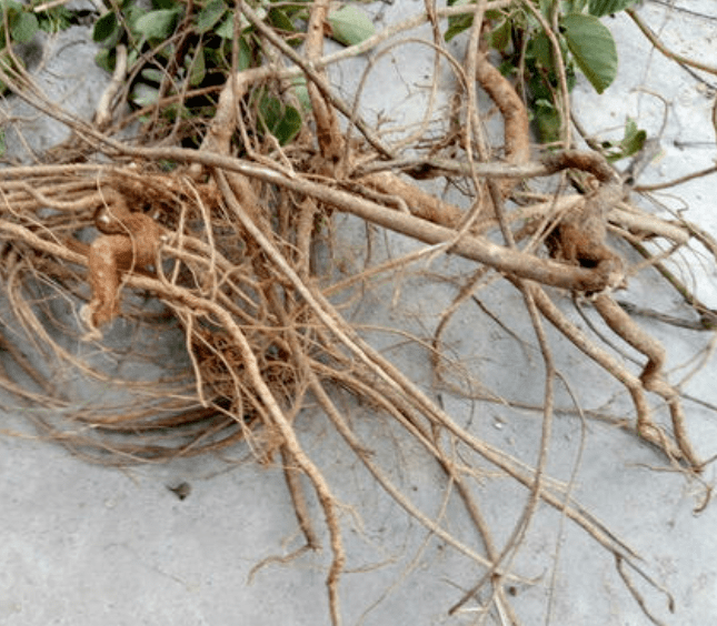 民间草药龙鳞草入药为地上部分与根