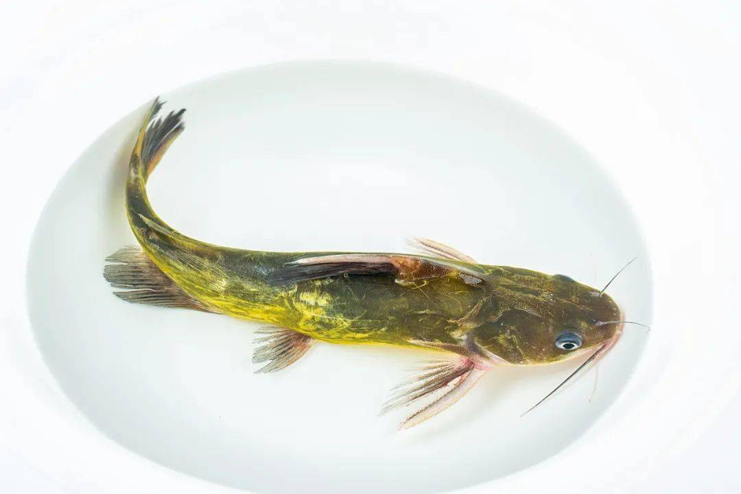 广东一位阿叔险被截肢,凶手竟是一条鱼!