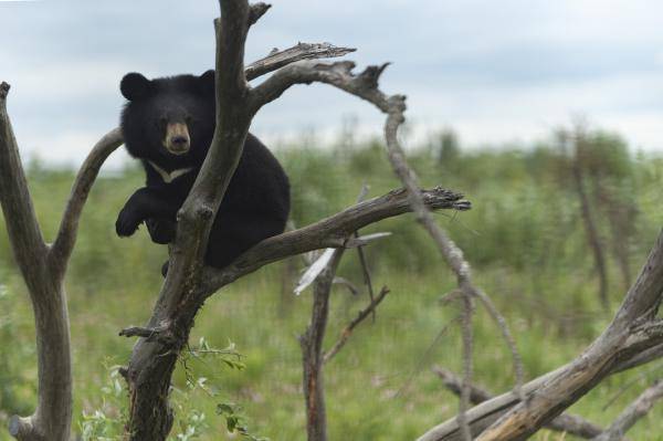 8月7日在黑瞎子岛探秘野熊园拍摄的黑熊.