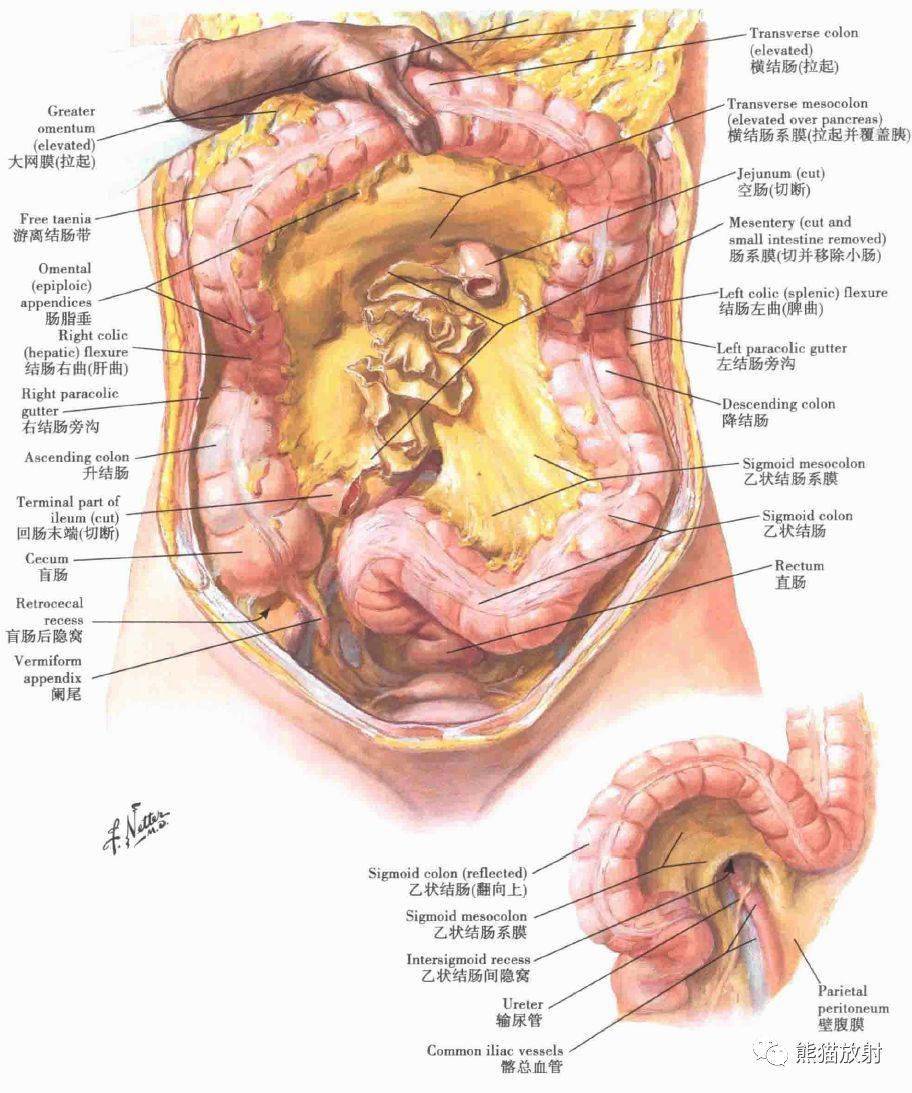女性腹腔平面图图片