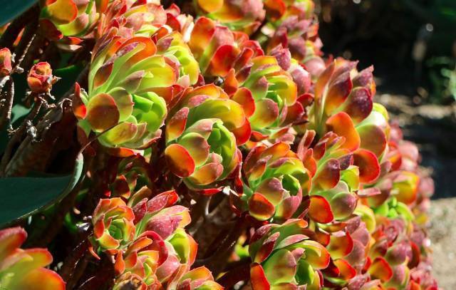 肉友镜头下的外国多肉:也许这就是野生和家养的区别所在