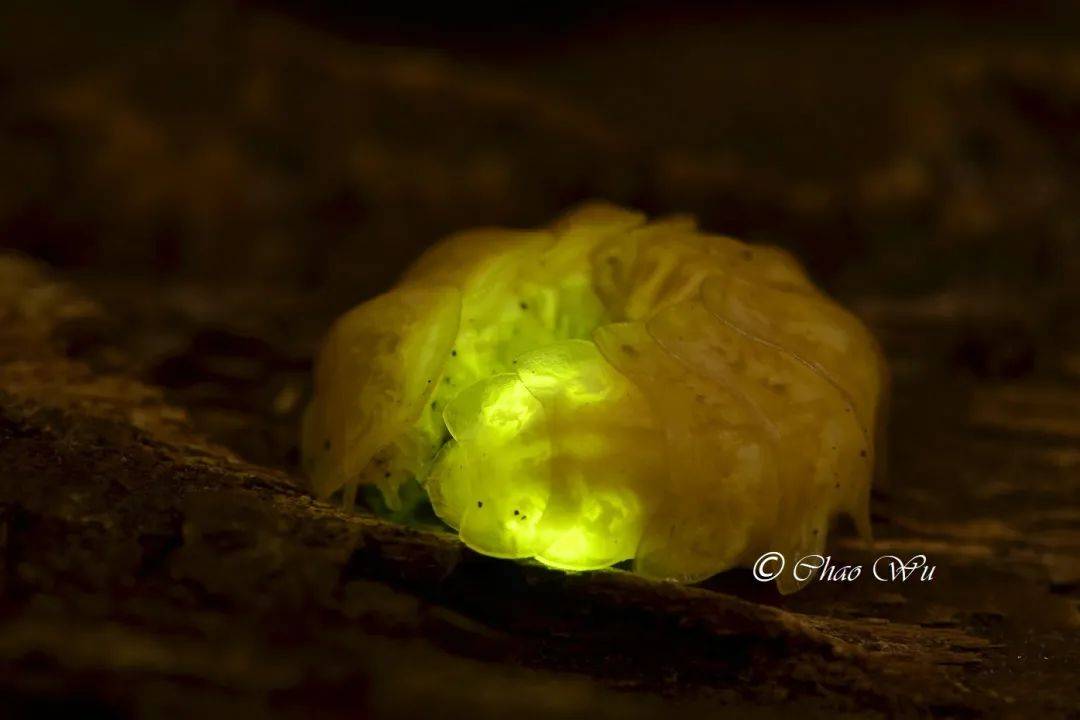 萤火虫幼虫的外形图片