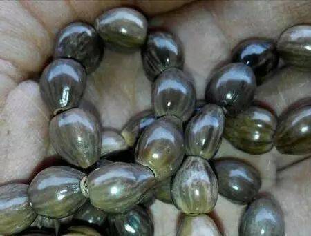 石龙农村人小时候做项链的草珠子你绝对玩过这个会吸血的玩具