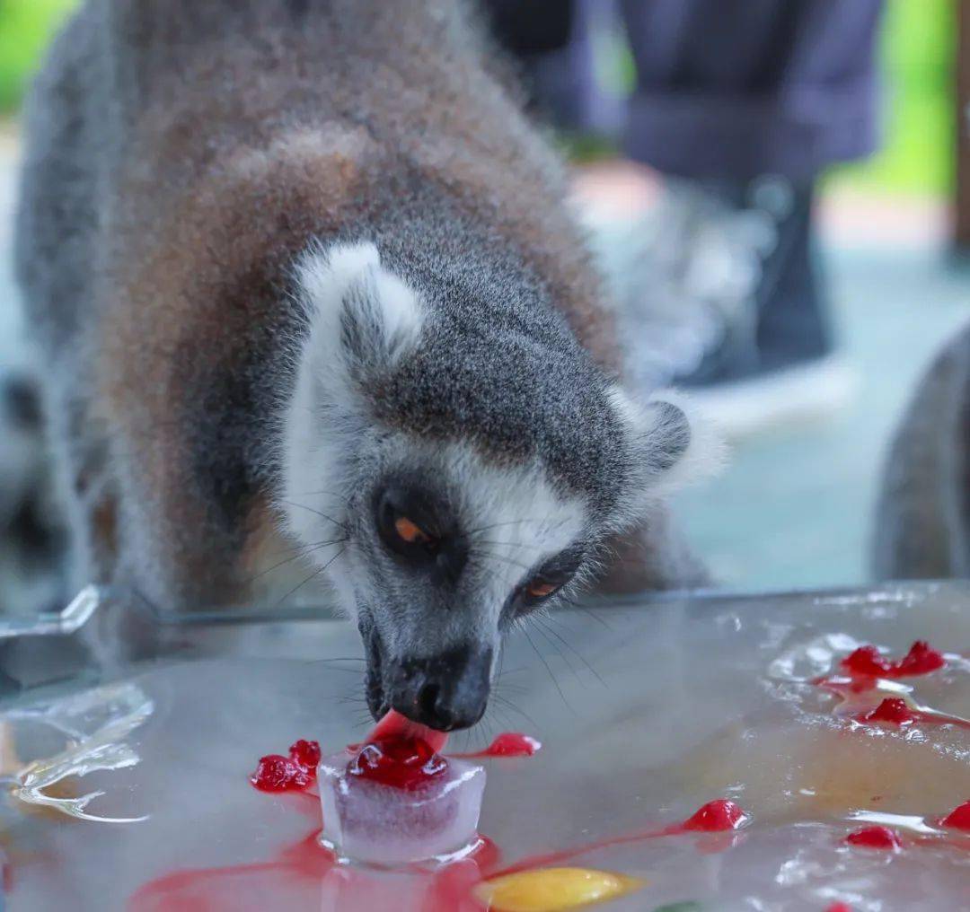 萌图来袭花样降温淹城野生动物世界放出避暑大招