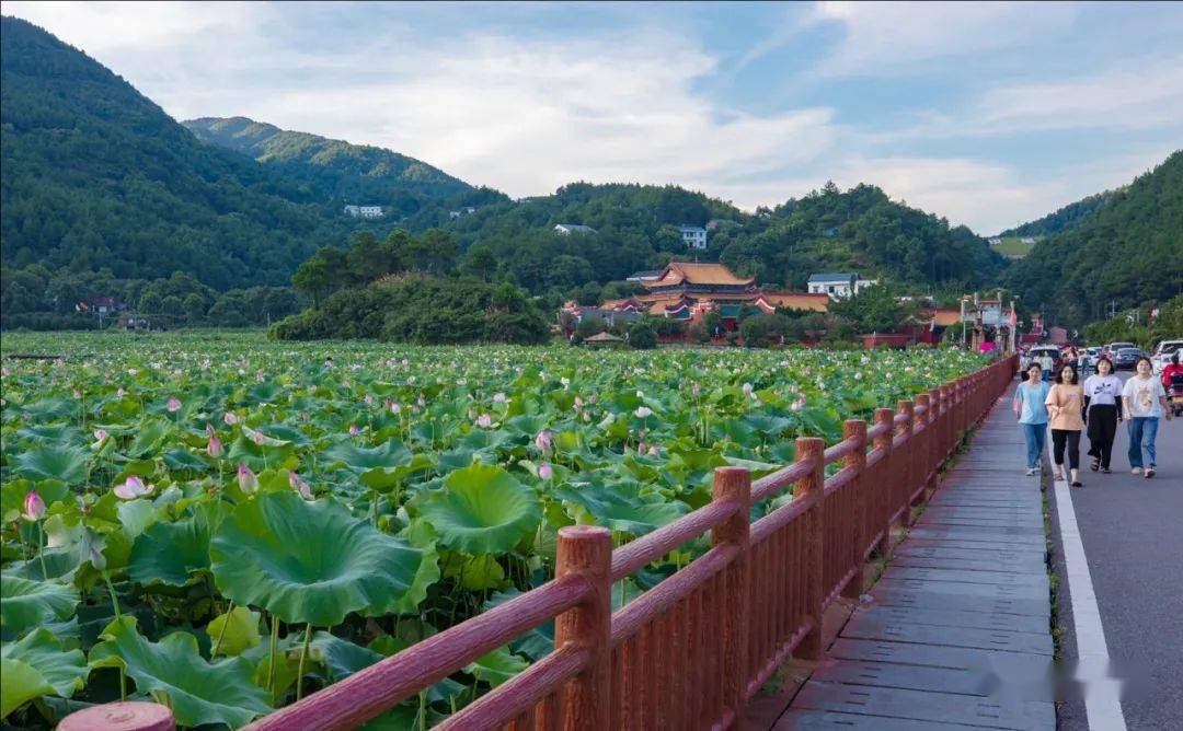 南岳最美荷塘迎来花海盛景,水濂游玩攻略带你领略全域精彩
