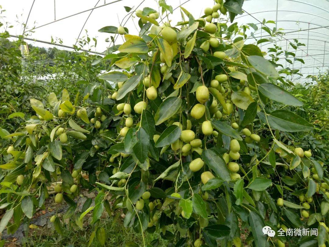 走向我们的小康生活金龙镇增坊北枣南种抢鲜上市