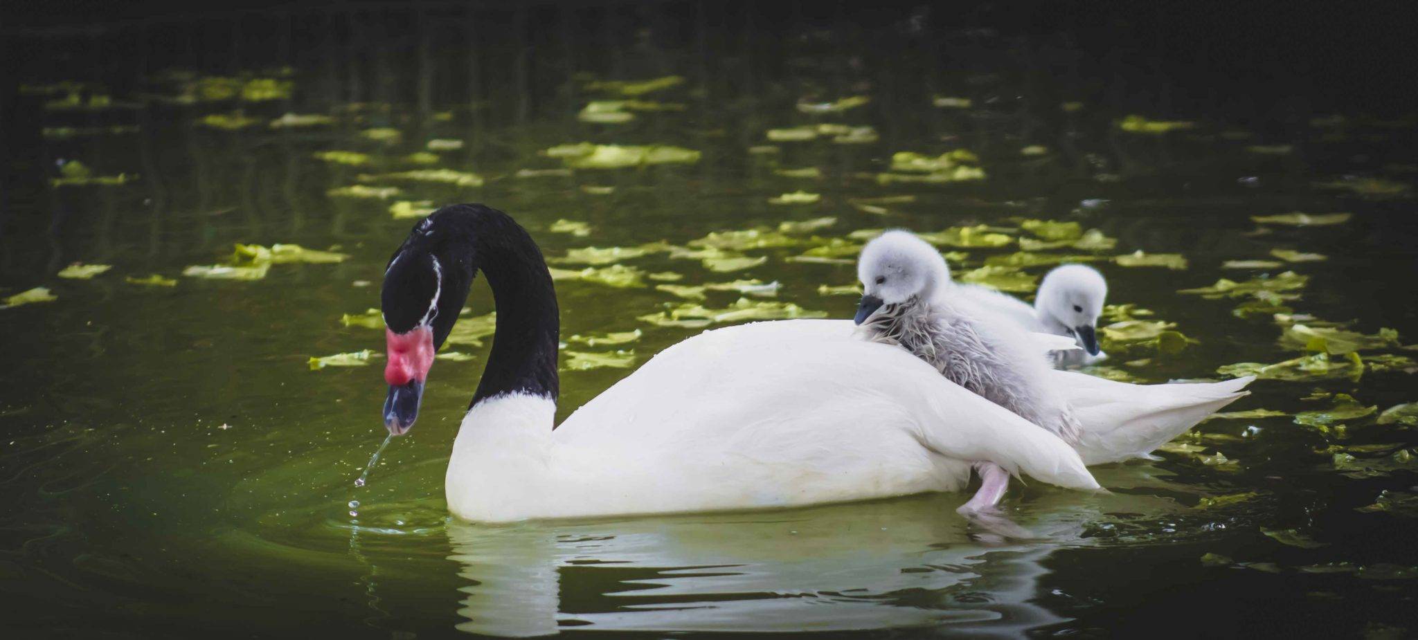 在動物園裡順手牽羊奇葩遊客是天真還是愚蠢