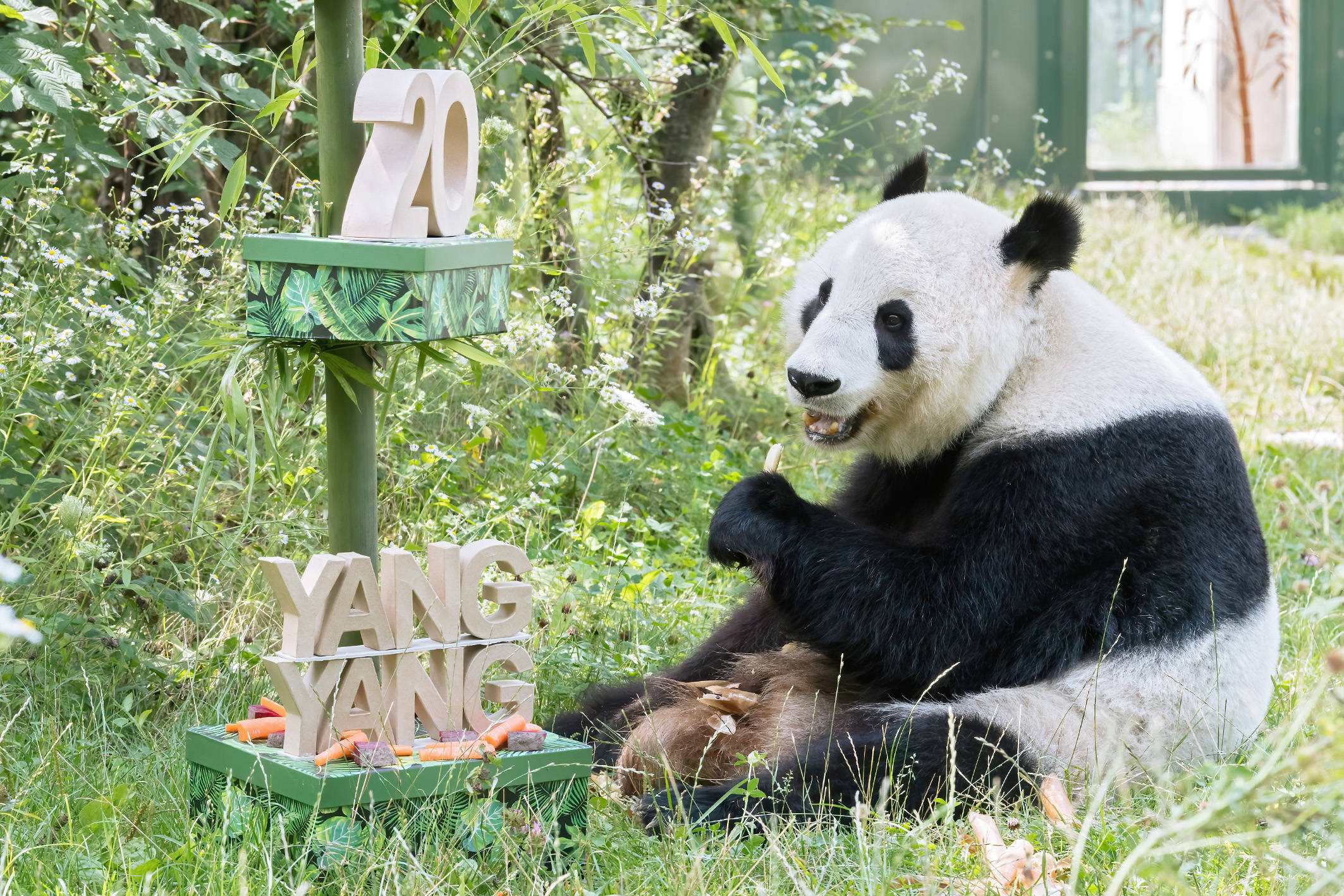 奥地利:大熊猫阳阳庆祝生日