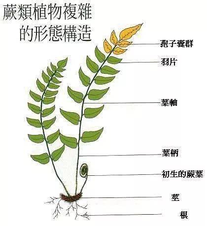 蕨类植物原叶体结构图图片