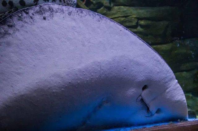 带着微笑的"魔鬼鱼"蝠鲼,完全就是一张会萌萌笑的毯子嘛!