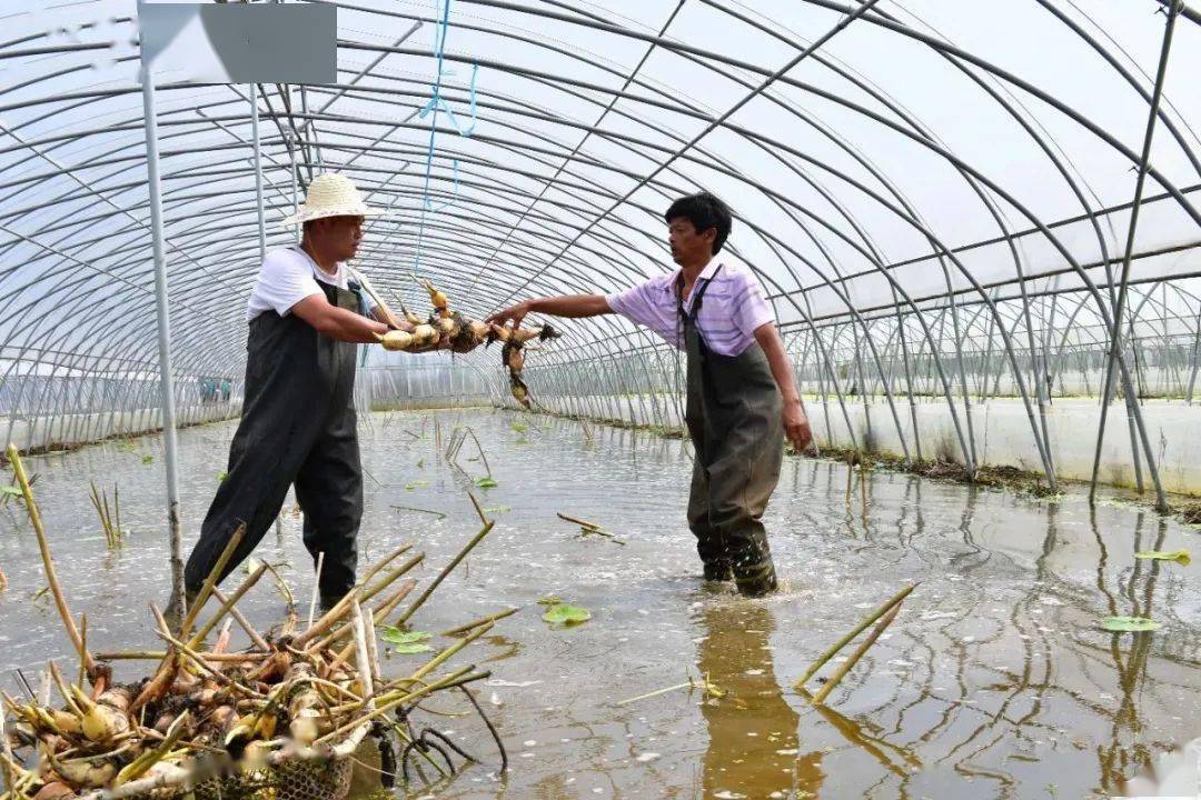 目前镇政府正全力通过蔬菜种植工作群与合肥市,巢湖市对接,为种植大户