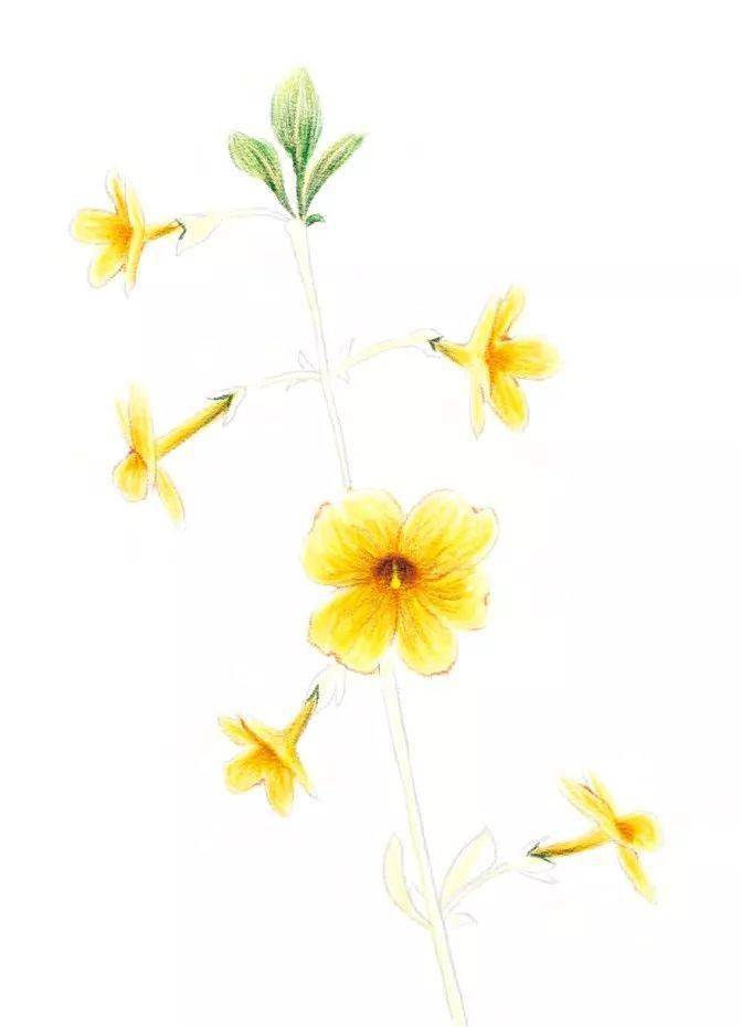 教程超适合初学者学习的彩铅迎春花