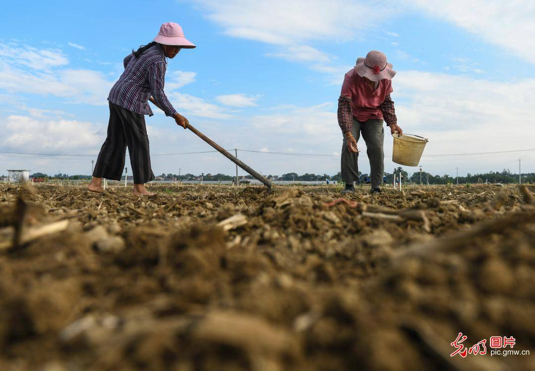 湖南道县:水旱轮作促增收