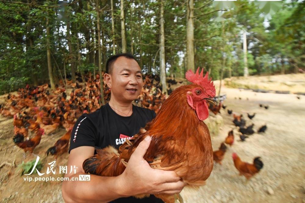 贵州锦屏:林下养鸡敲开"致富门"
