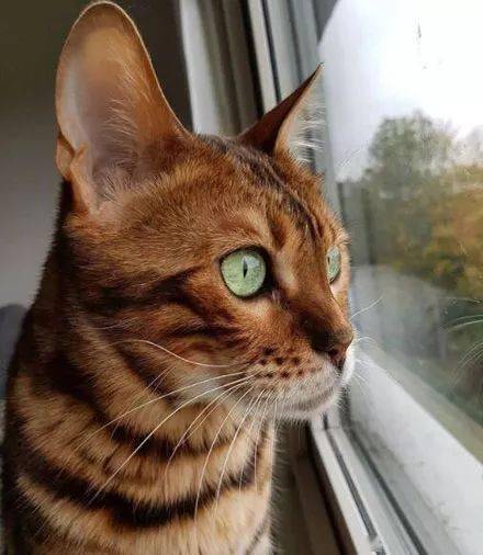 想哄哄它,结果它的表情 家里还有另一只黑猫 by/ins/prime_the_bengal