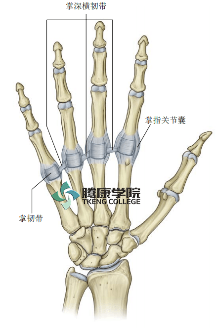 掌趾关节体表位置图图片