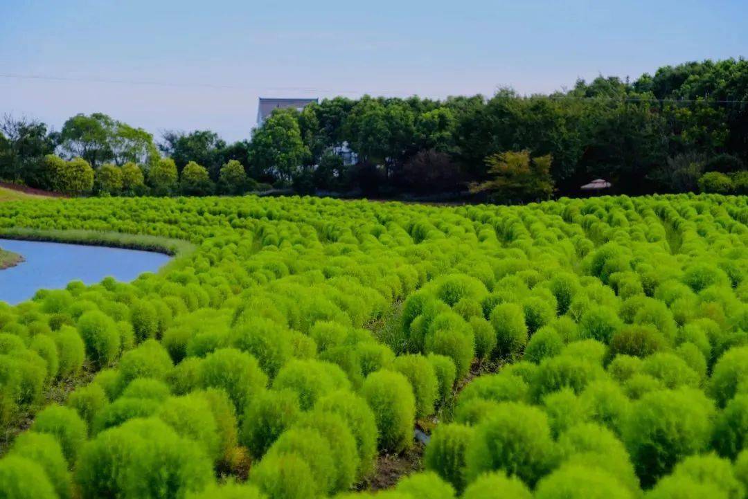 花开海上生态园"地肤"皮肤现已上线!