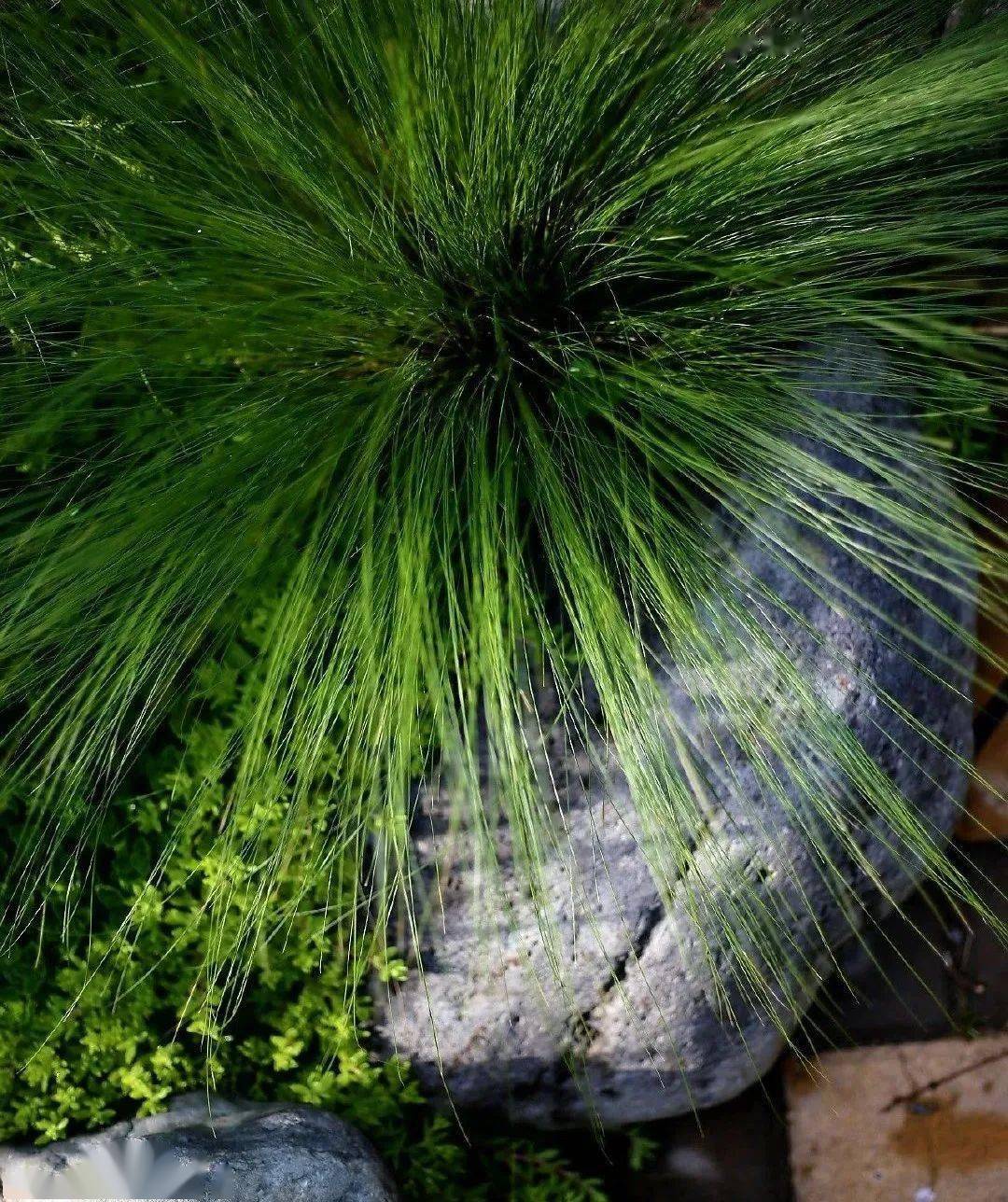 观赏草也有大魅力墨西哥羽毛草还原真实的自然之美